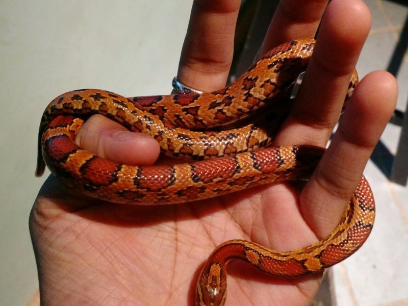 The Year of the Snake and&nbsp;Onwards