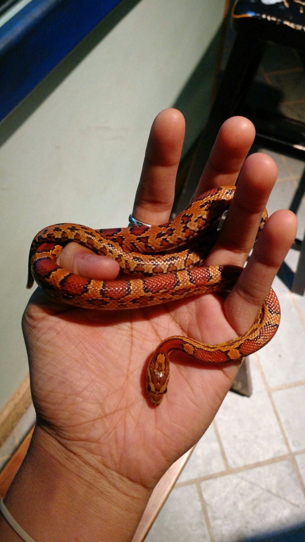 The Year of the Snake and Onwards